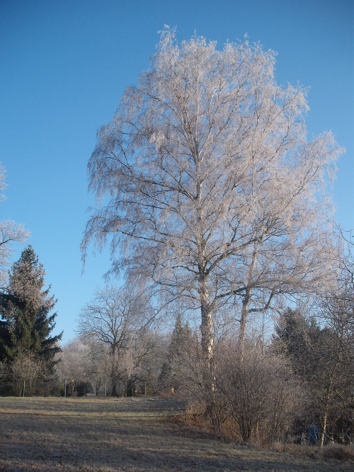 na mé zahradě 5.12.2016 127